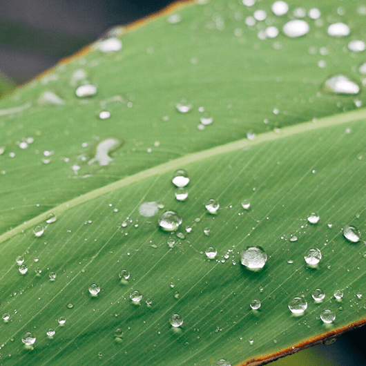 hoja