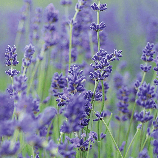lavanda